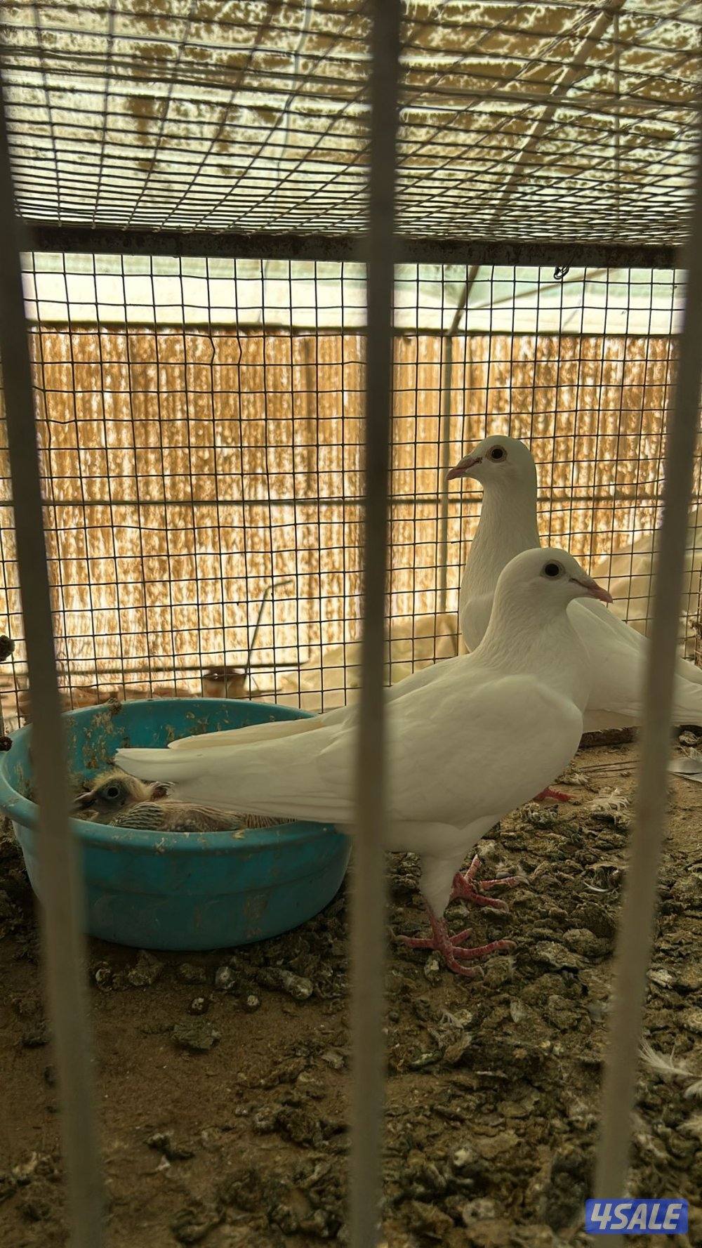 زواجل العدد ١٧٢ زوج منتج والاقلب شبب0