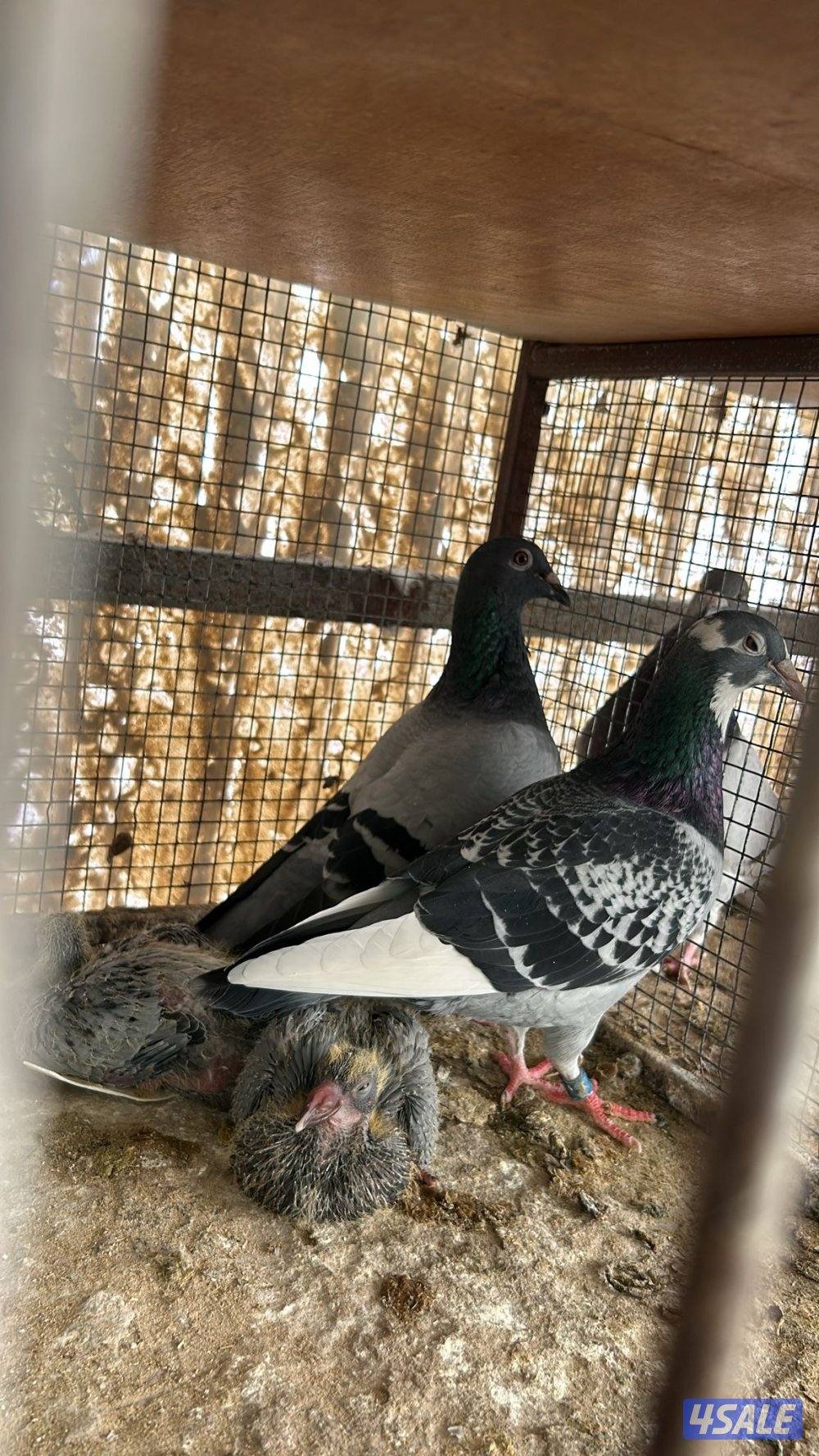 زواجل العدد ١٧٢ زوج منتج والاقلب شبب1