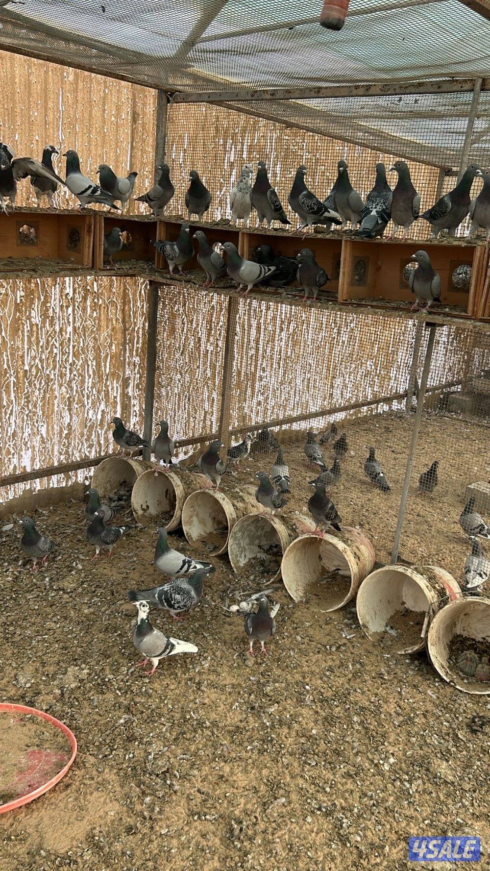 زواجل العدد ١٧٢ زوج منتج والاقلب شبب2