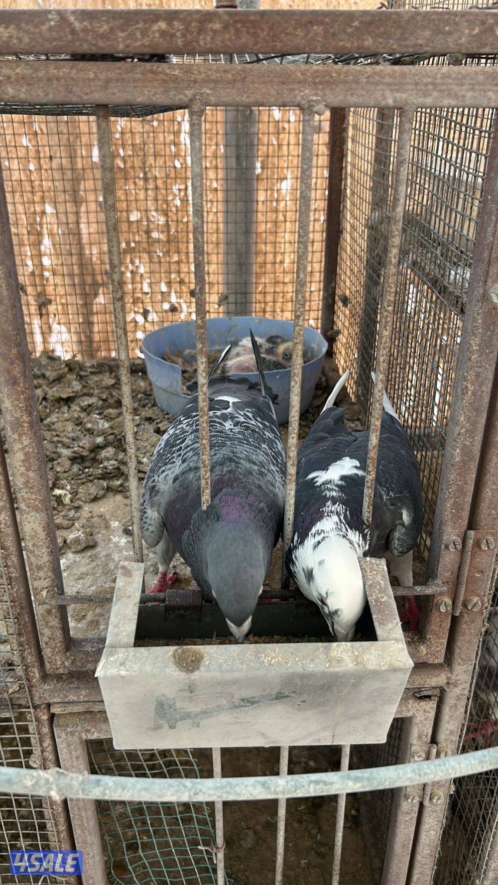 زواجل العدد ١٧٢ زوج منتج والاقلب شبب3