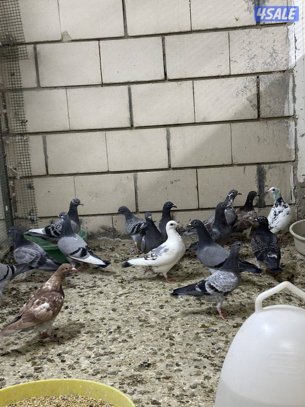 للبيع فروخ زاجل0