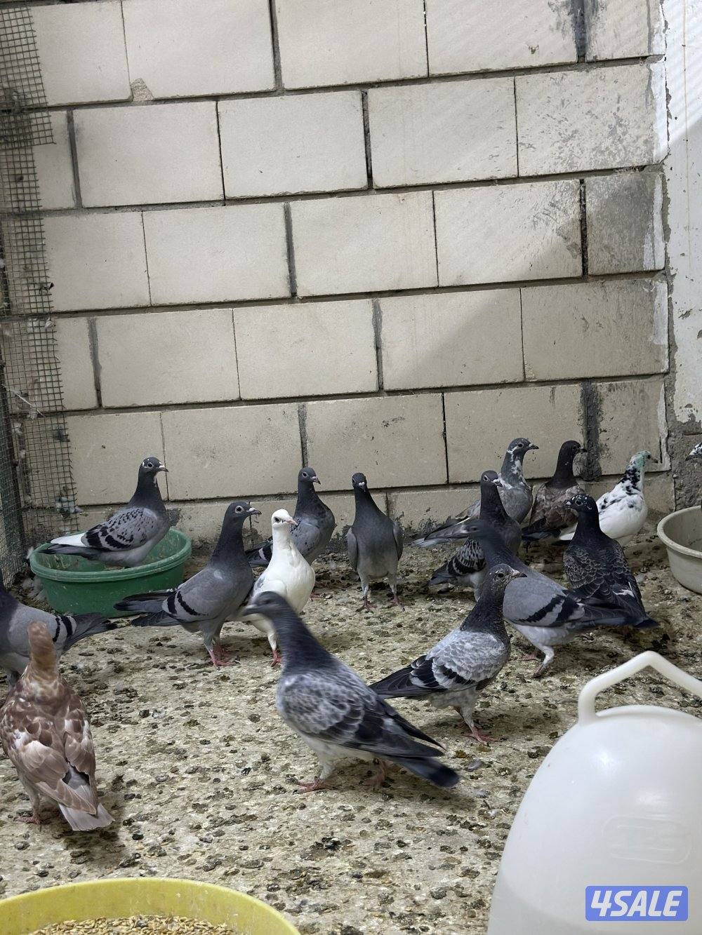 للبيع فروخ زاجل1