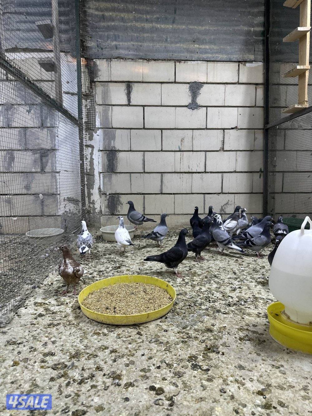 للبيع فروخ زاجل2