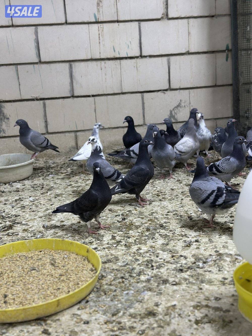 للبيع فروخ زاجل3