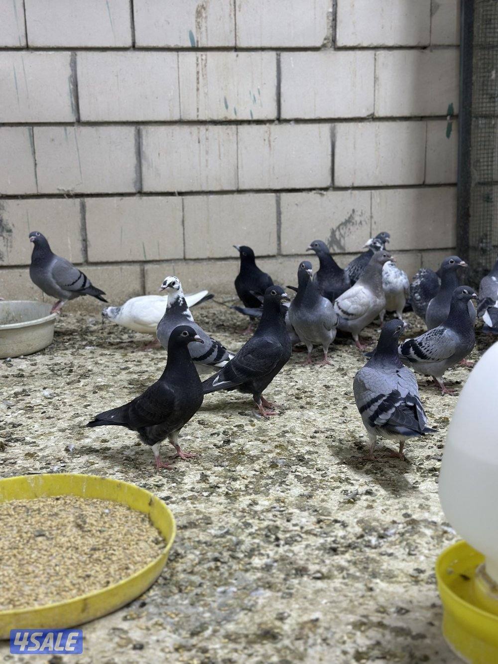 للبيع فروخ زاجل4