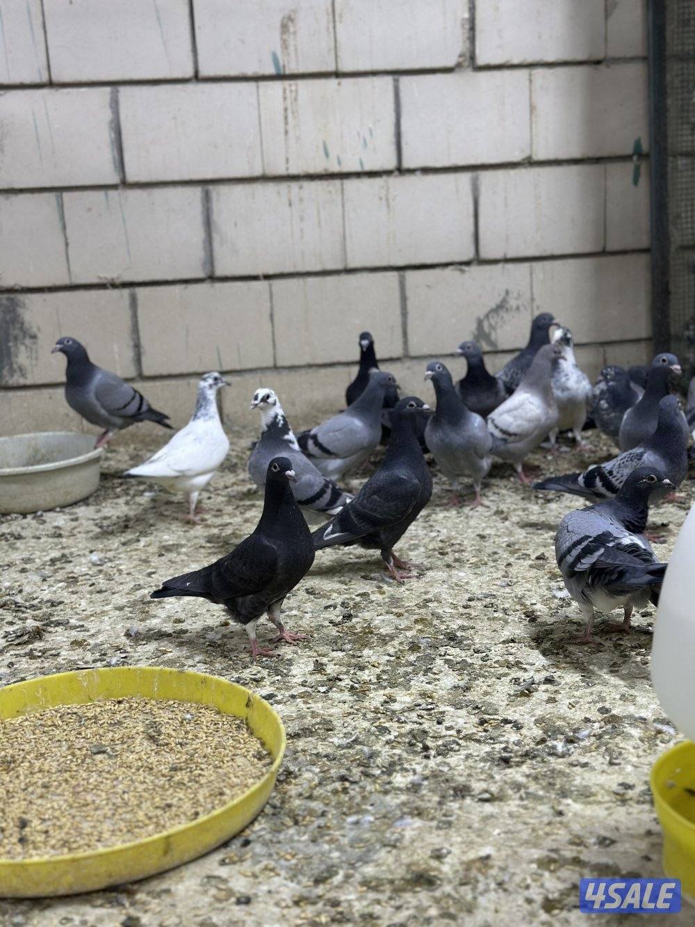 للبيع فروخ زاجل5