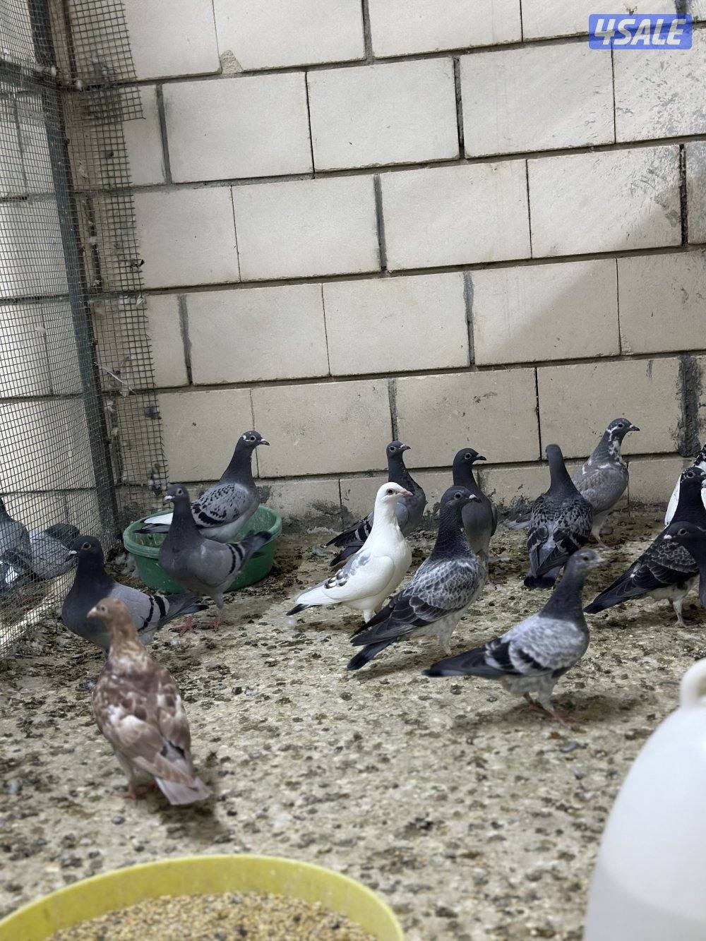 للبيع فروخ زاجل6