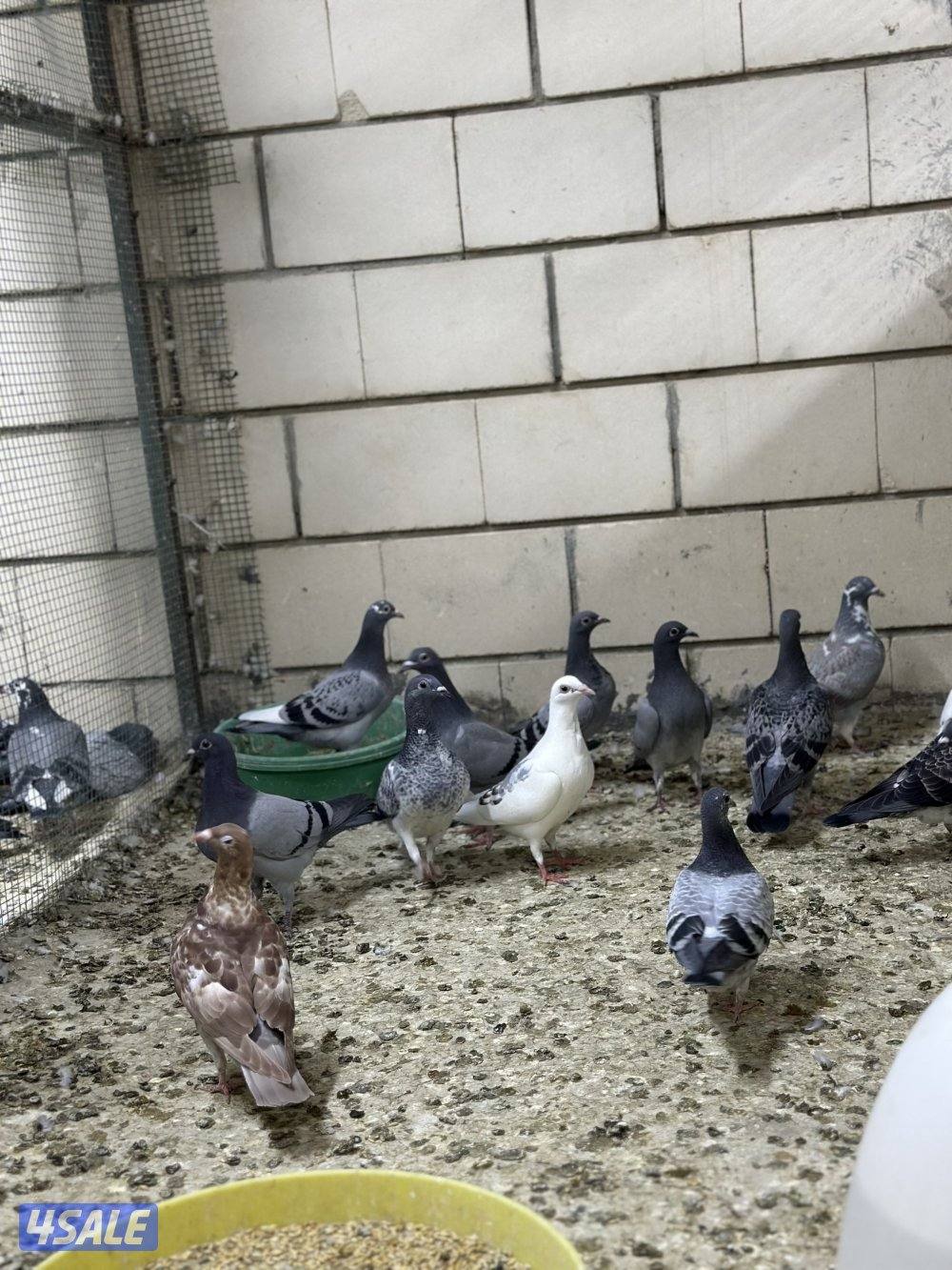 للبيع فروخ زاجل7