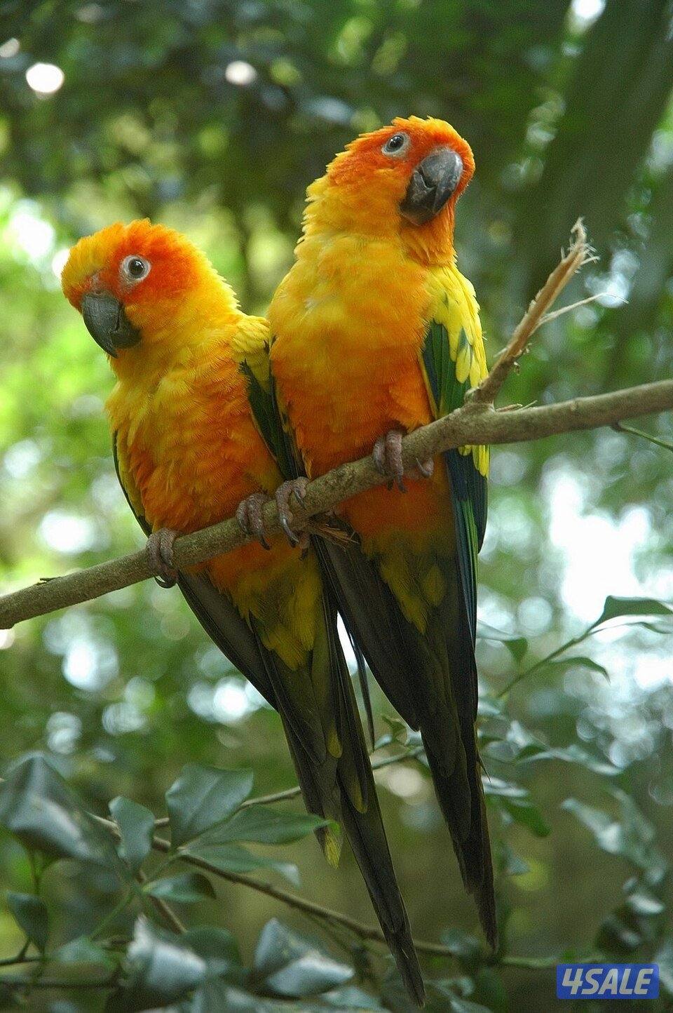 ازواج صن كنيور0