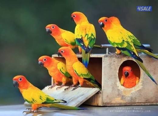 ازواج صن كنيور1