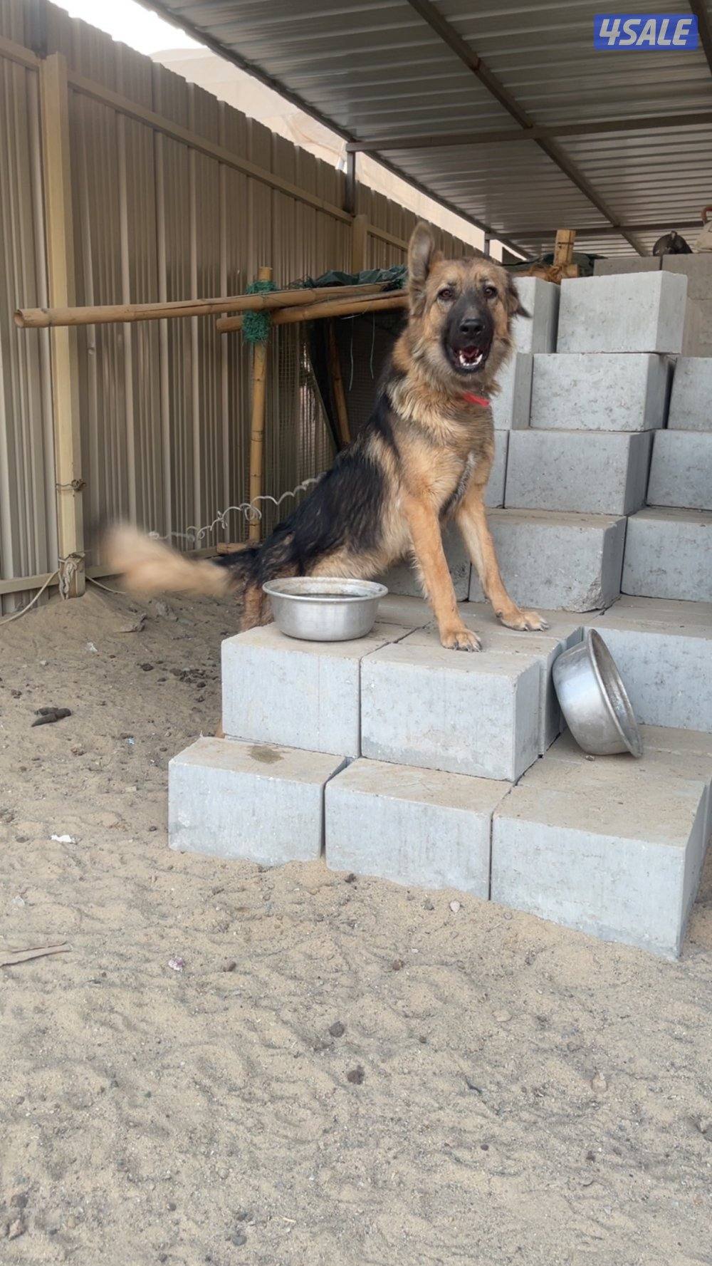 جيرمن شيبرد تبني0