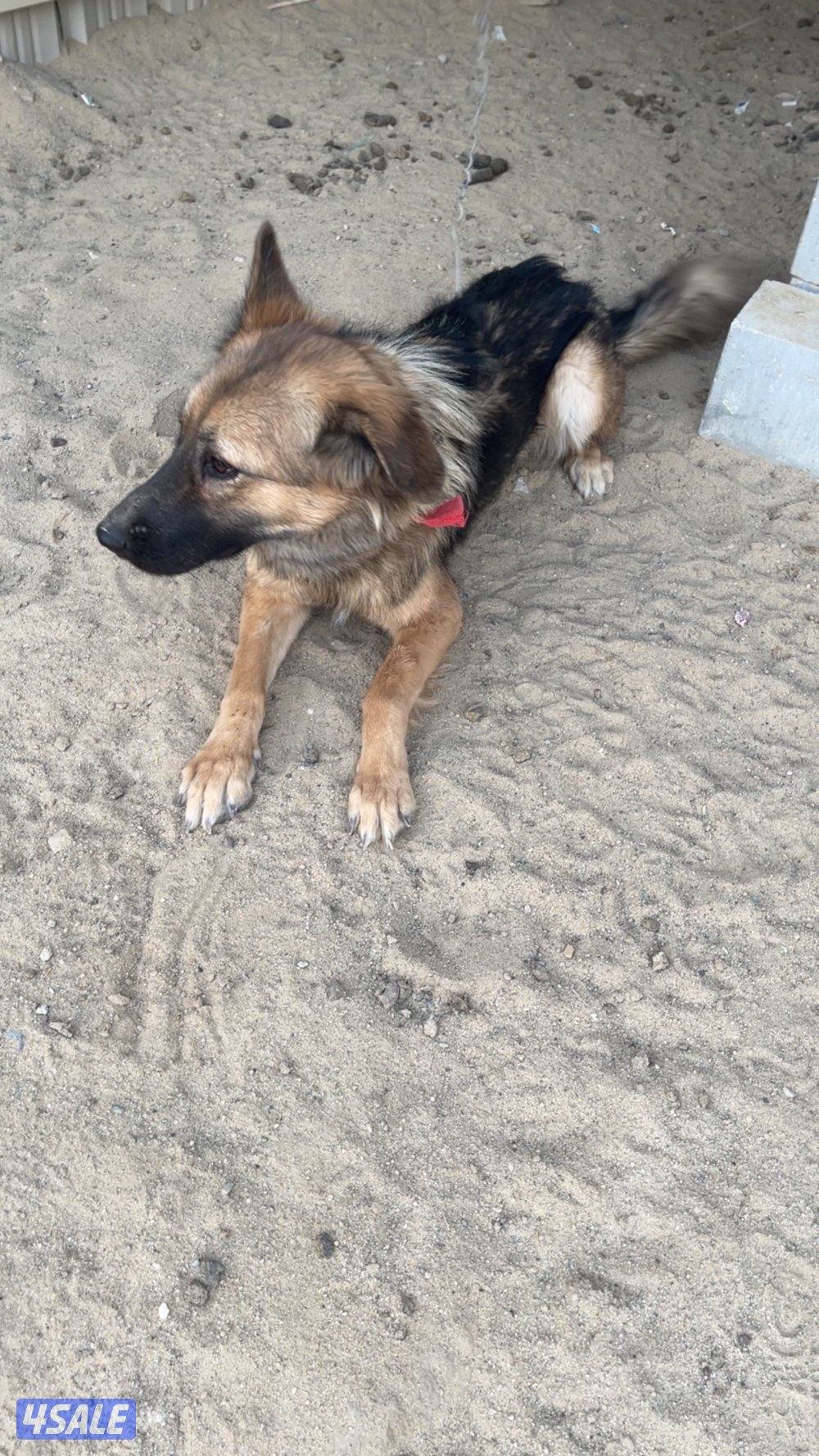 جيرمن شيبرد تبني1