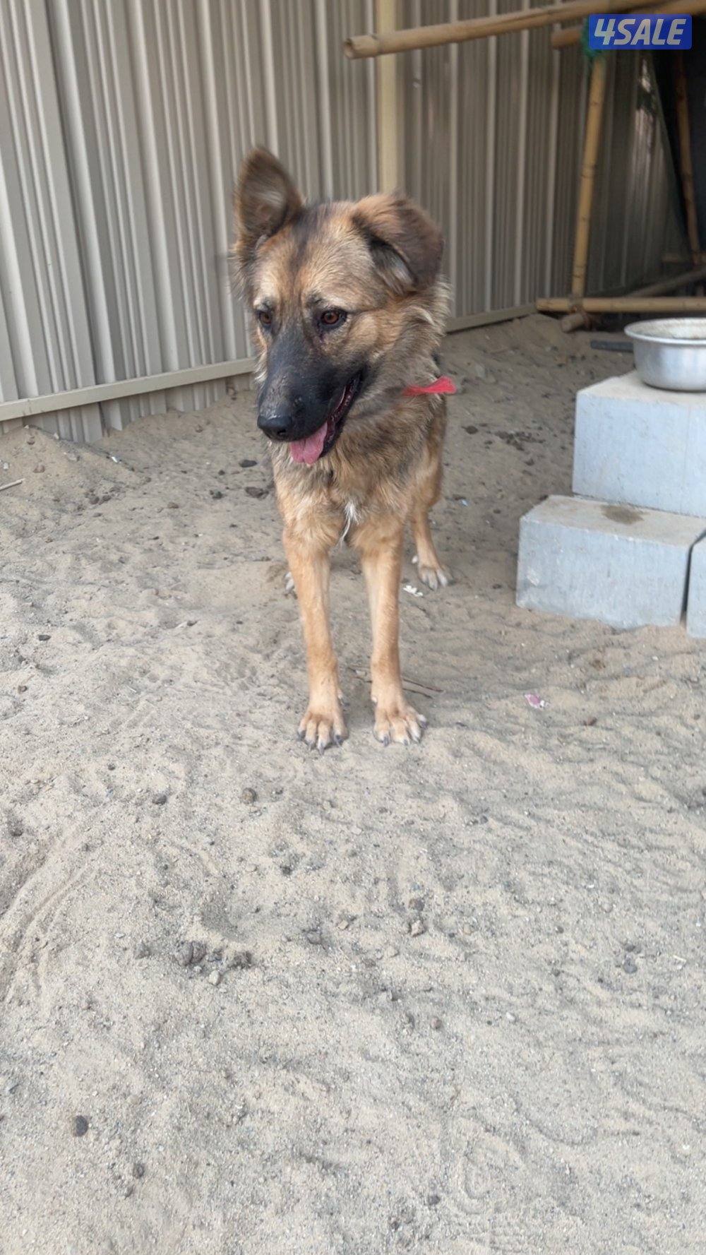 جيرمن شيبرد تبني2