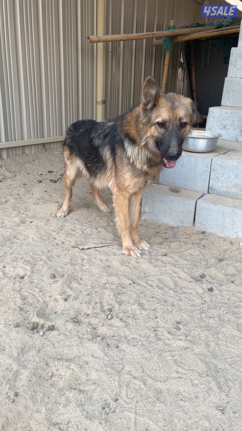 جيرمن شيبرد تبني3