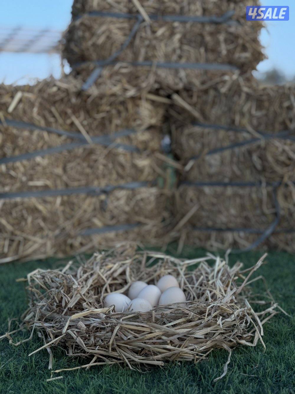 بيض طبيعي ( عضوي ) من uova2