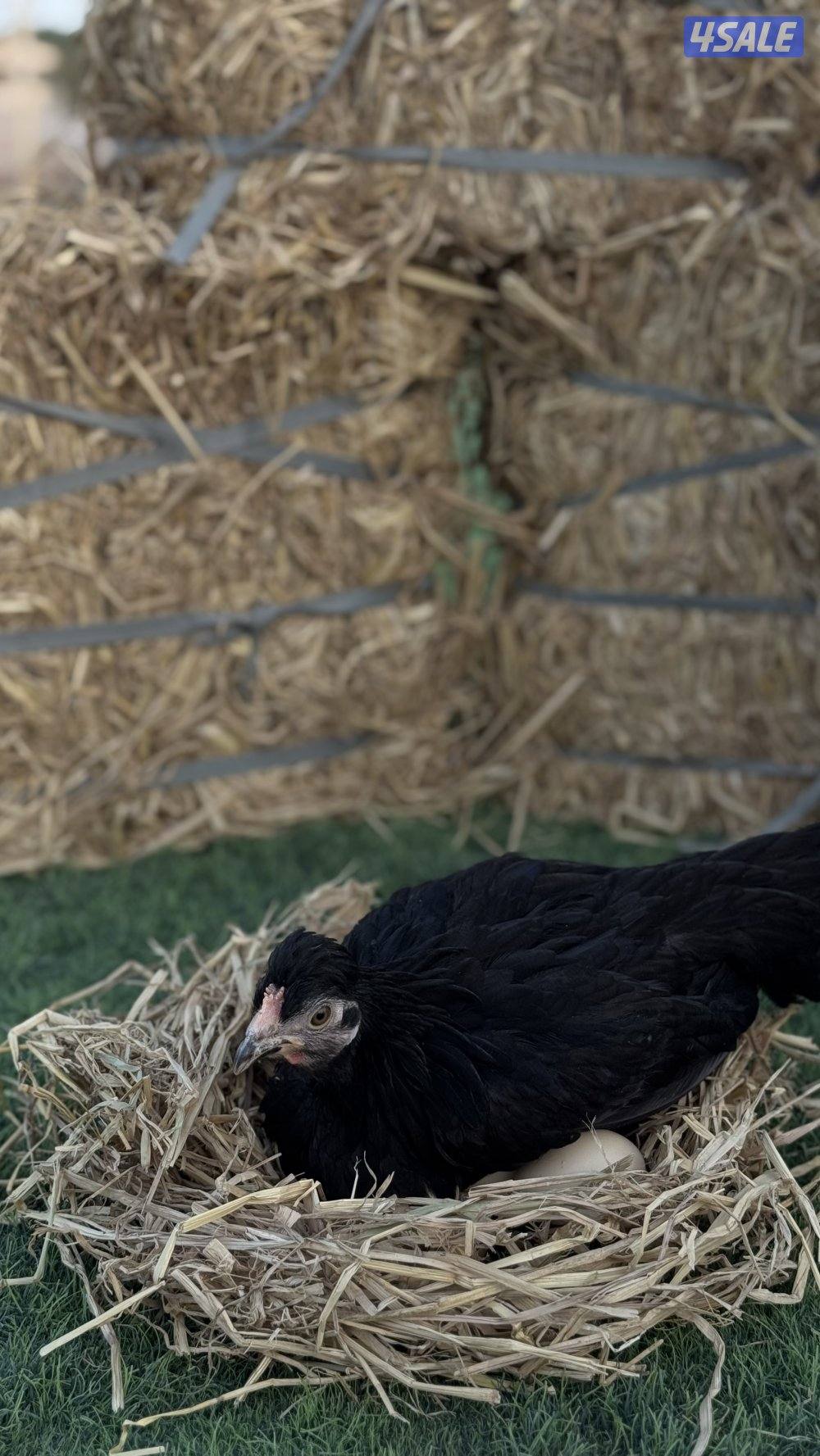 بيض طبيعي ( عضوي ) من uova3