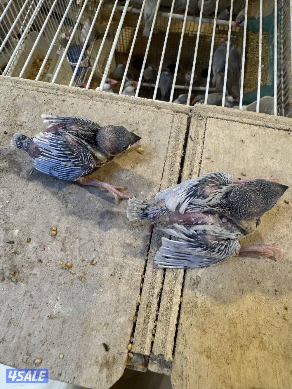 فروخ جاوا لون سلفر في مجموعه0