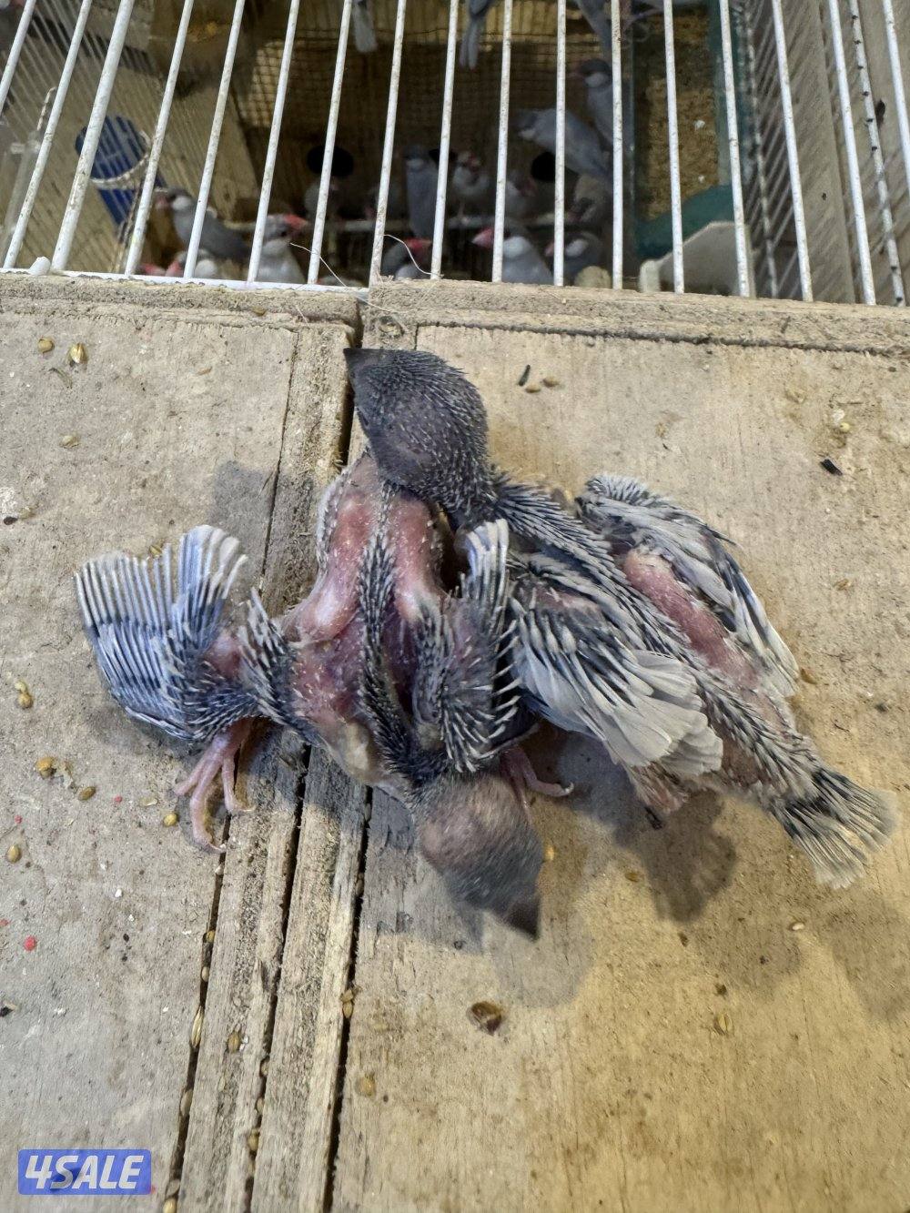 فروخ جاوا لون سلفر في مجموعه1