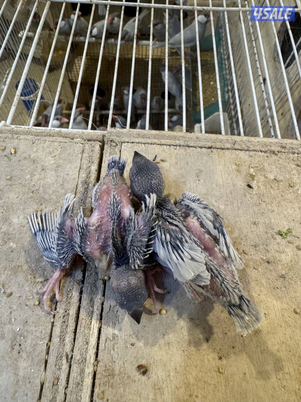 فروخ جاوا لون سلفر في مجموعه2