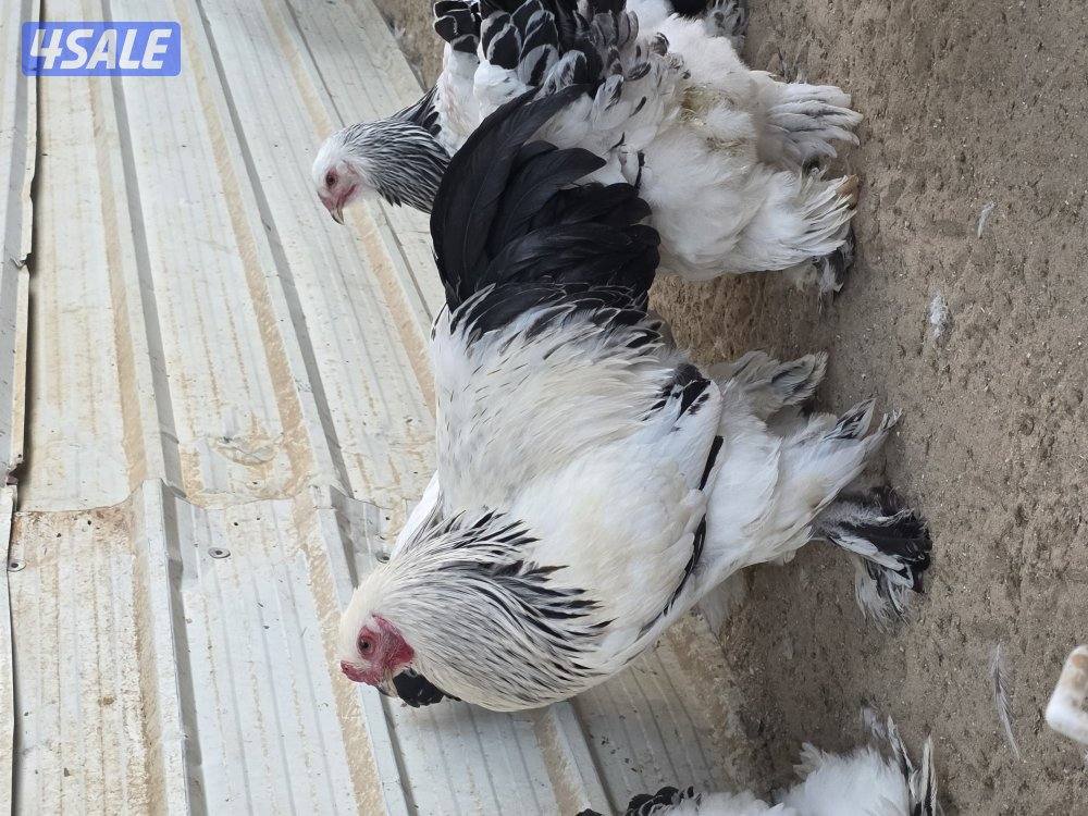 دجاج براهما كولومبي عملاق3