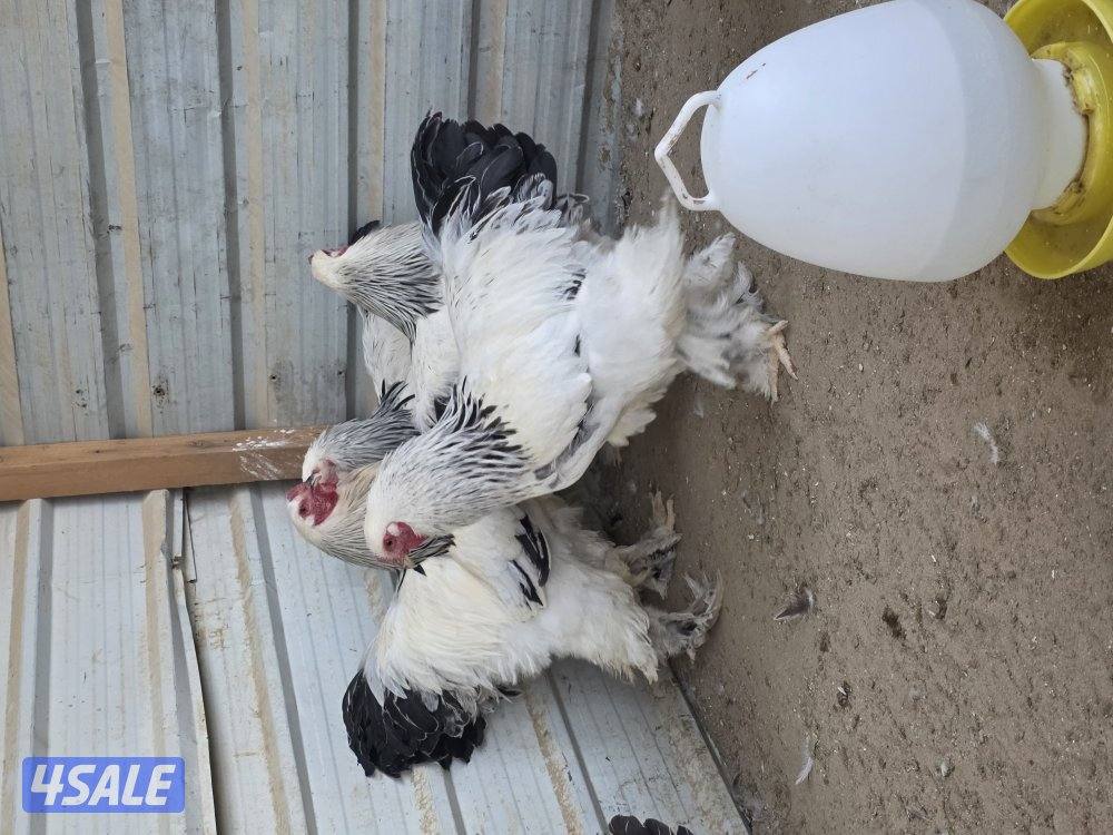 دجاج براهما كولومبي عملاق4