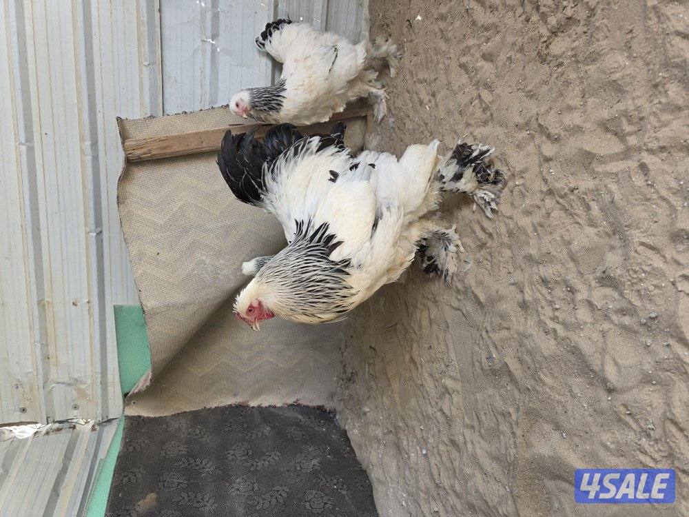 دجاج براهما كولومبي عملاق5