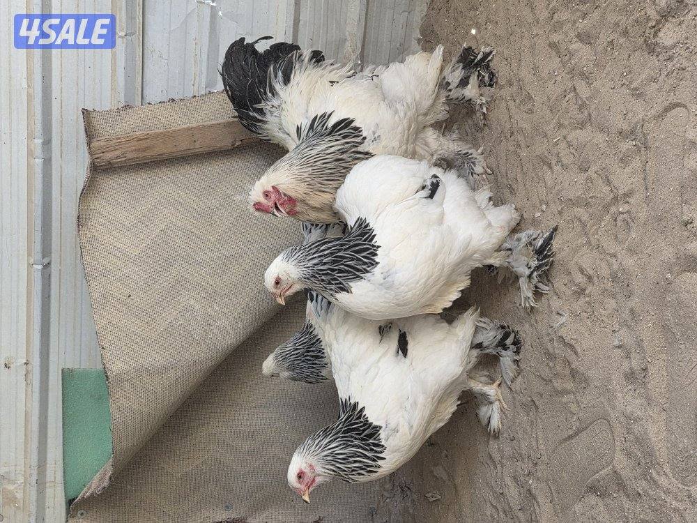 دجاج براهما كولومبي عملاق2