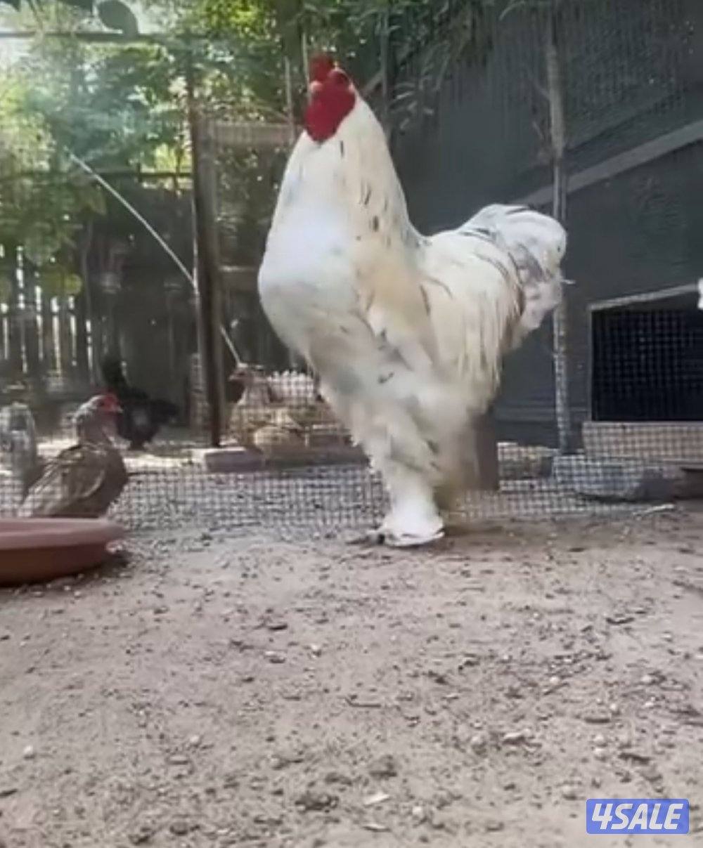 للبيع ديج ابراهما و ٥ دجاجات بياضين وحده منهم لون كولمبي0