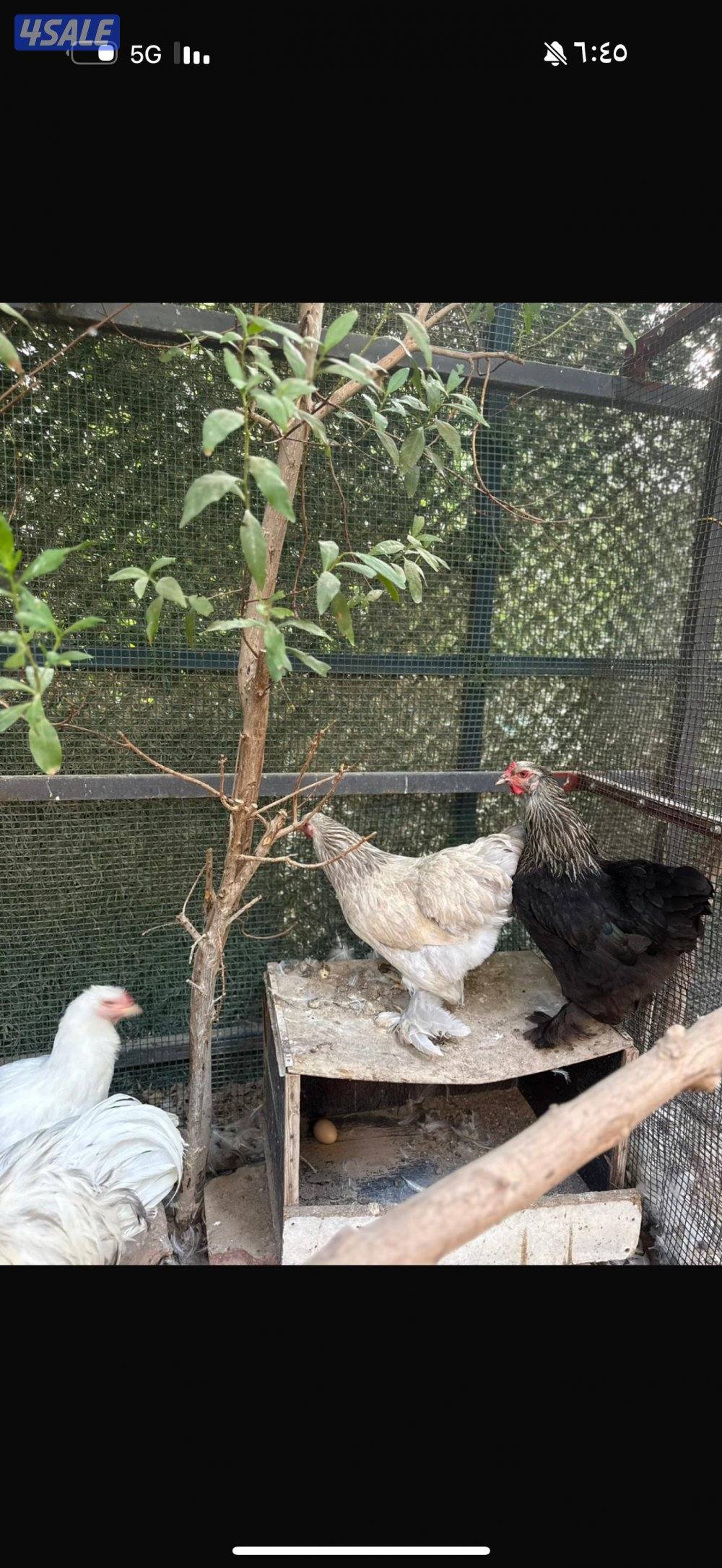 للبيع ديج ابراهما و ٥ دجاجات بياضين وحده منهم لون كولمبي1