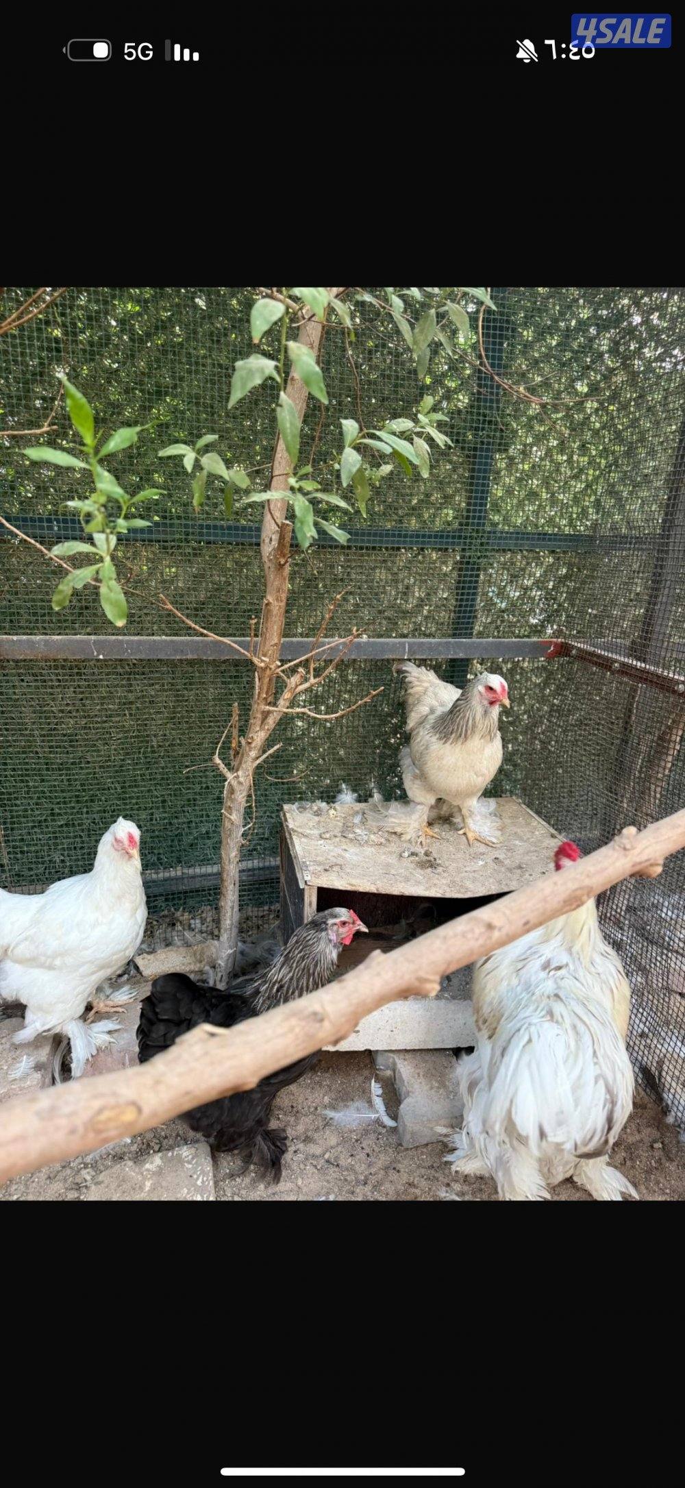 للبيع ديج ابراهما و ٥ دجاجات بياضين وحده منهم لون كولمبي2