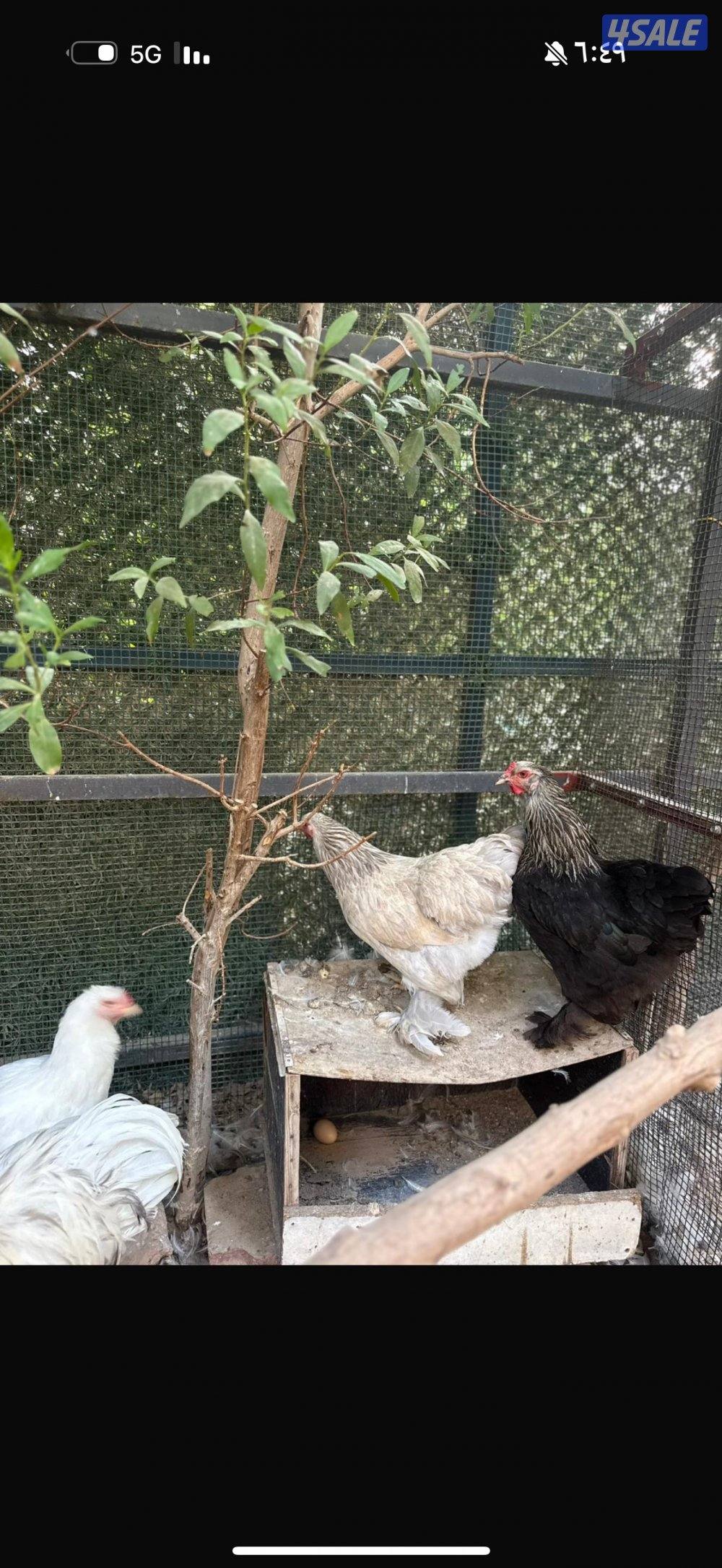 للبيع ديج ابراهما و ٥ دجاجات بياضين وحده منهم لون كولمبي4