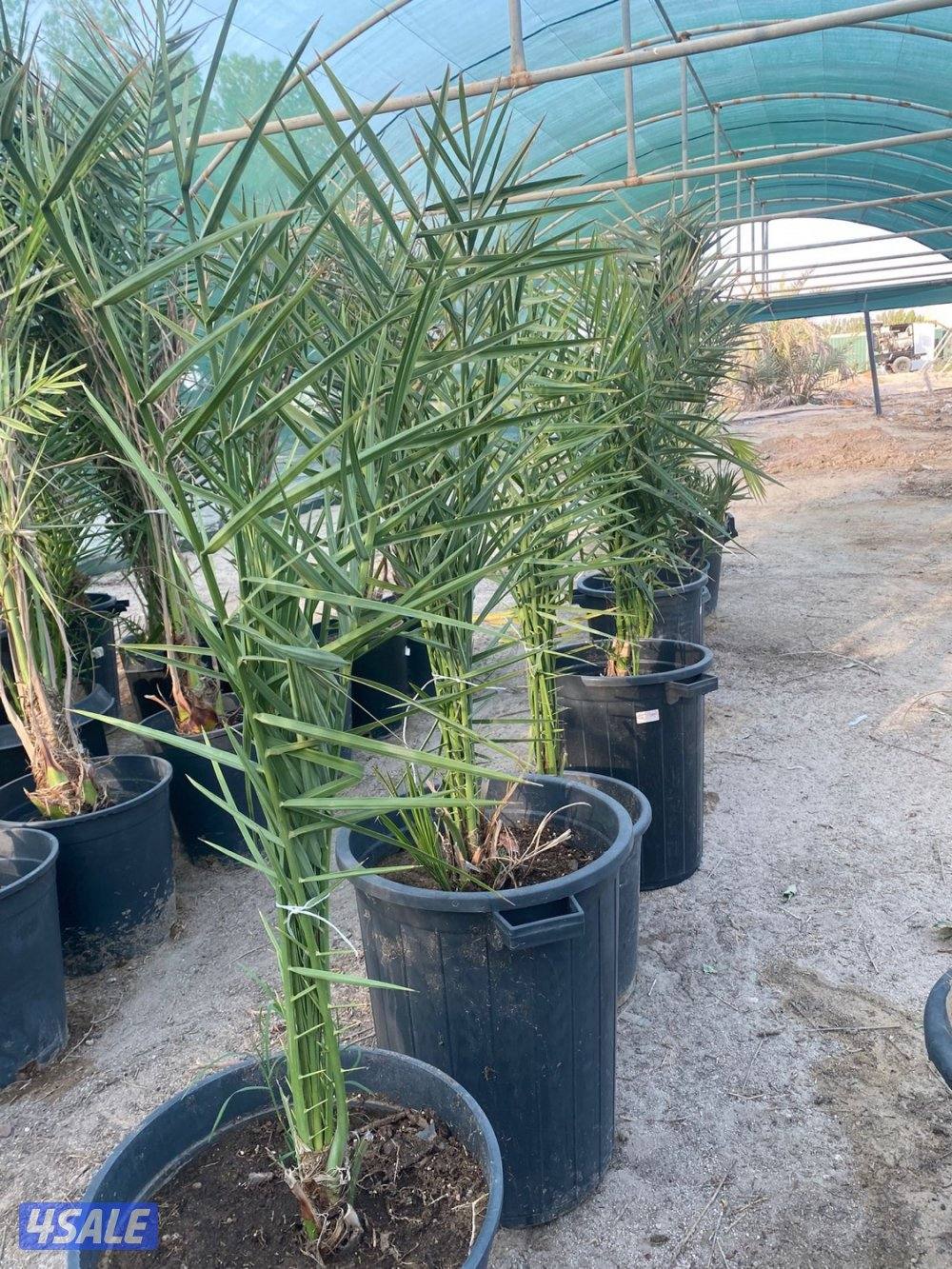 للبيع فروخ نخل مجذر0