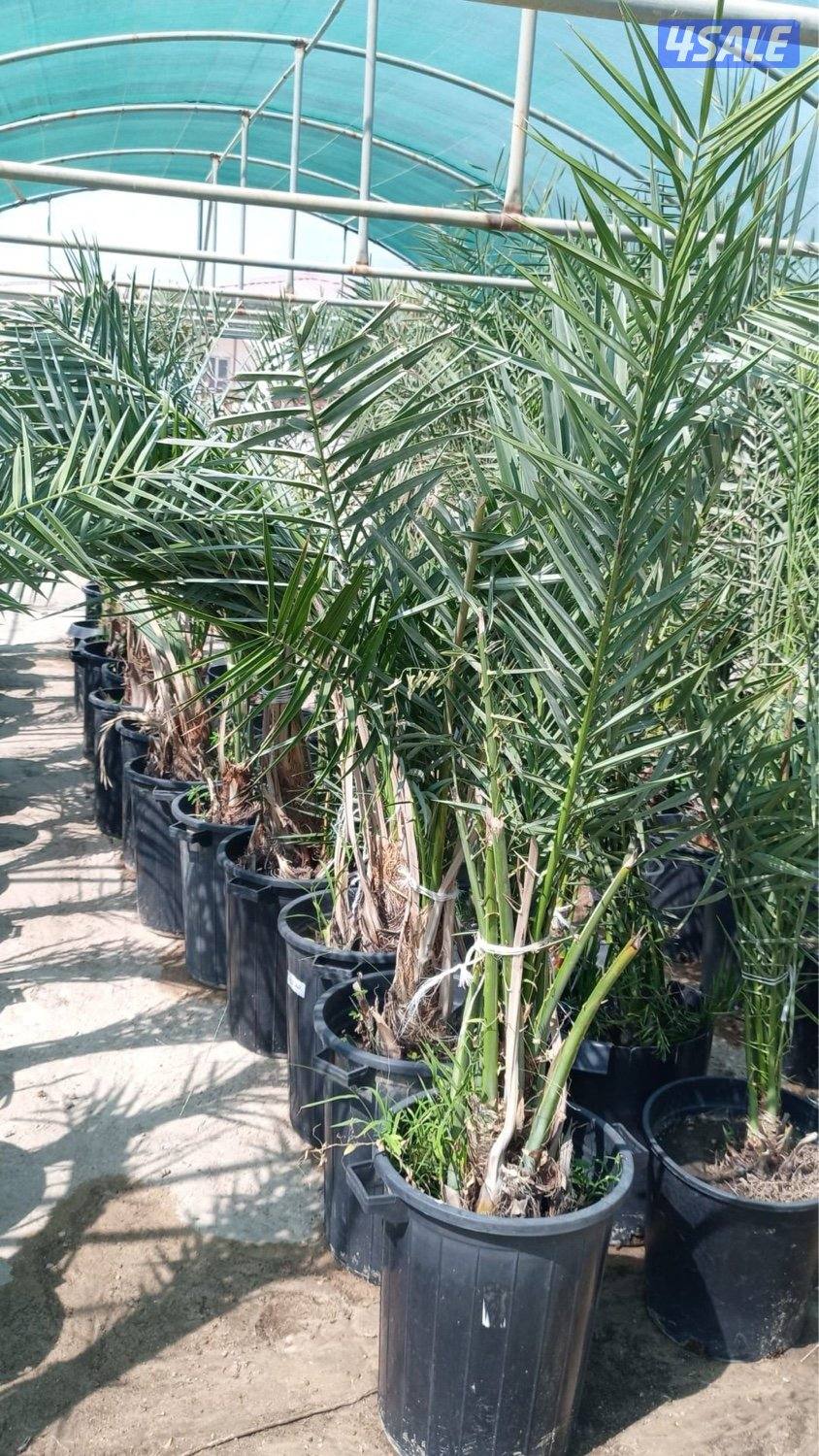 للبيع فروخ نخل مجذر1