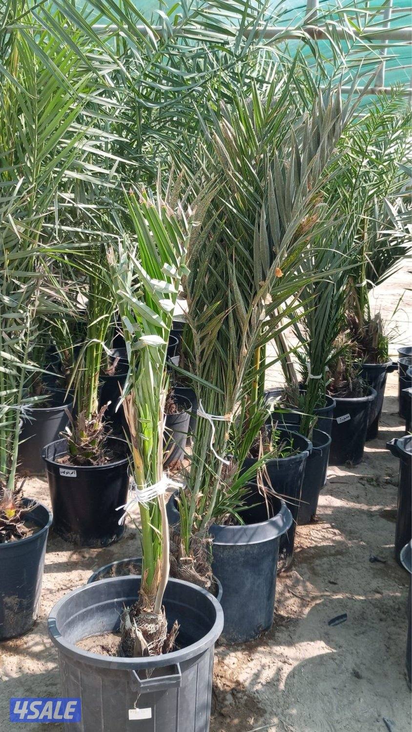 للبيع فروخ نخل مجذر2