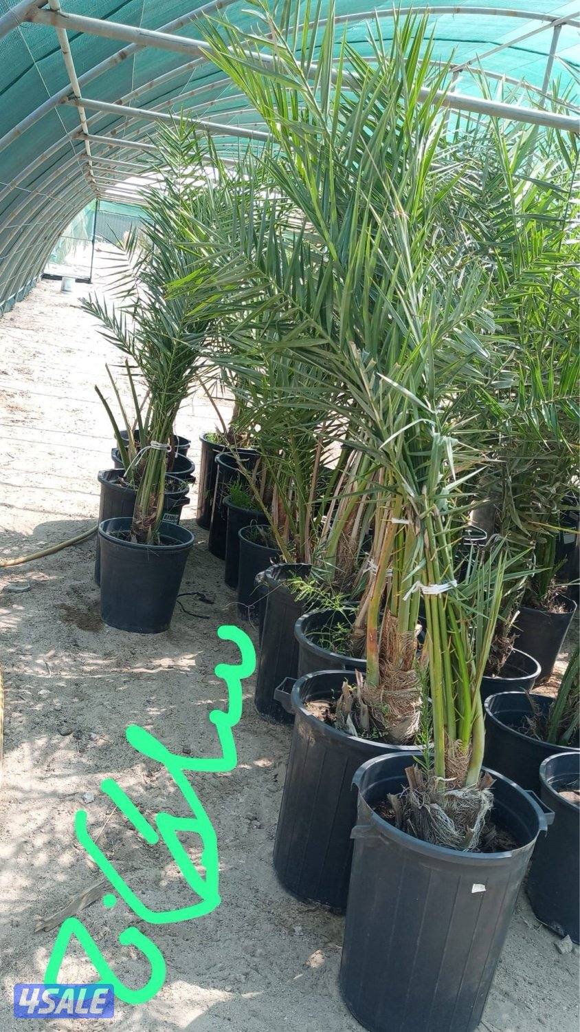 للبيع فروخ نخل مجذر3