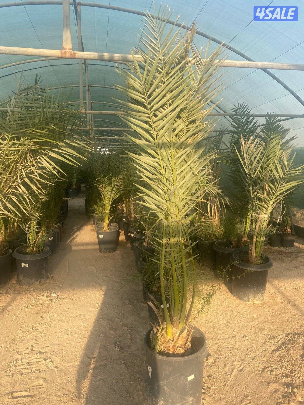 للبيع فروخ نخل مجذر4