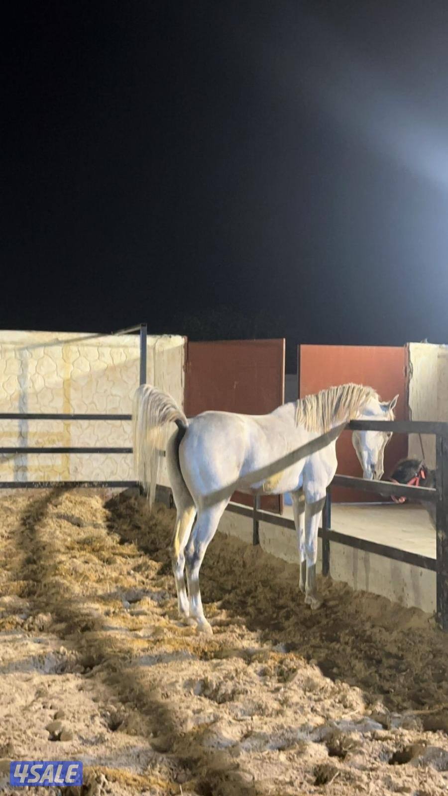 للبيع حصان بولش مواليد 2021 شرط سلم ولد صفوان النيار حفيد فياض الفياض0