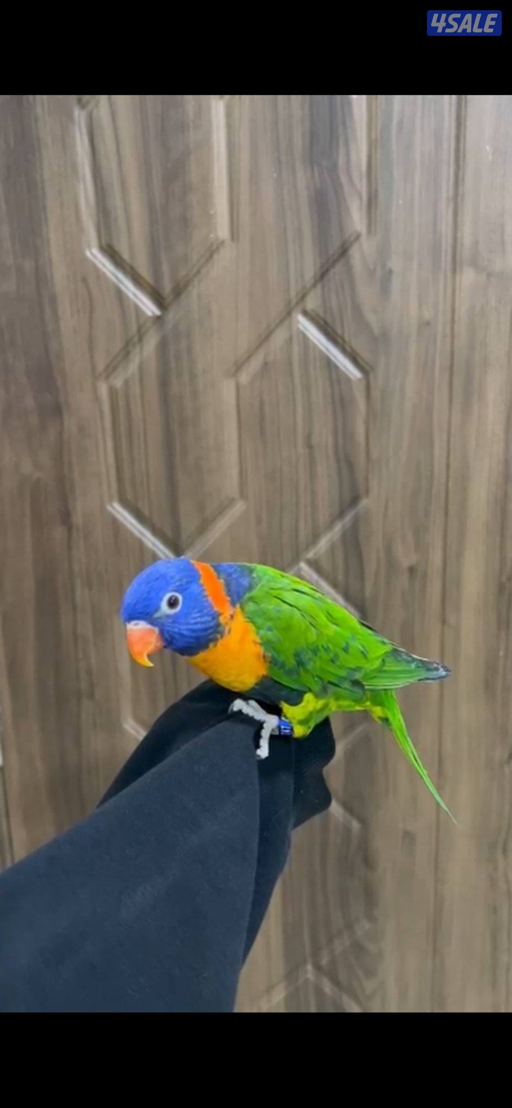 للبيع طير لوري ربوة يخربط بالكلام لعوب ريشه كامل ويحب اللعب مع الاطفال0