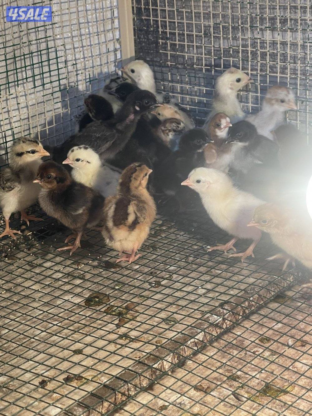 للبيع فروخ دجاج نوع عربي ألوان جميله ١٠٠ حبه ٢٥ دينار0