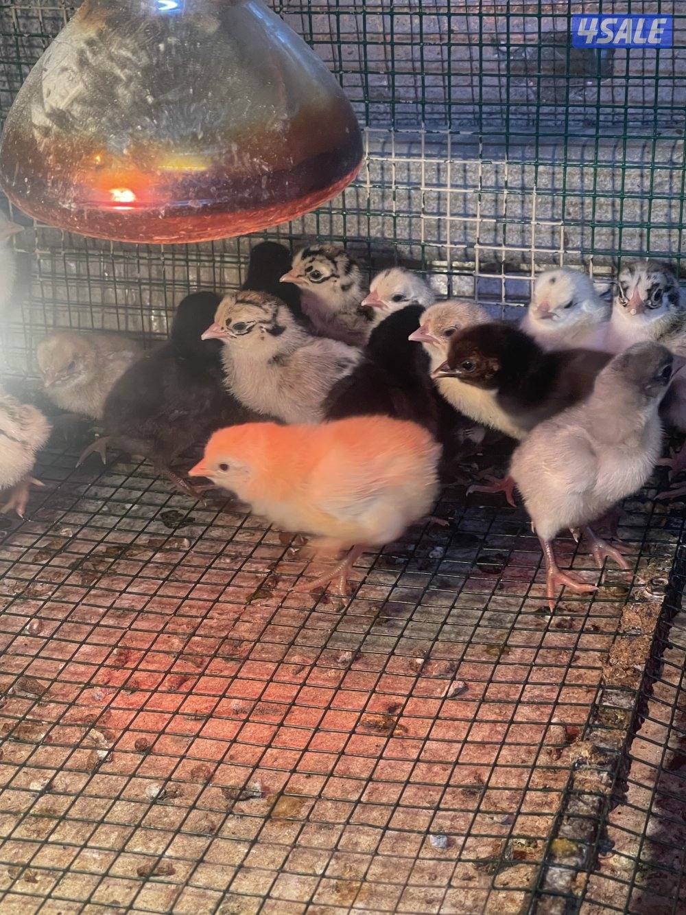 للبيع فروخ دجاج نوع عربي ألوان جميله ١٠٠ حبه ٢٥ دينار1