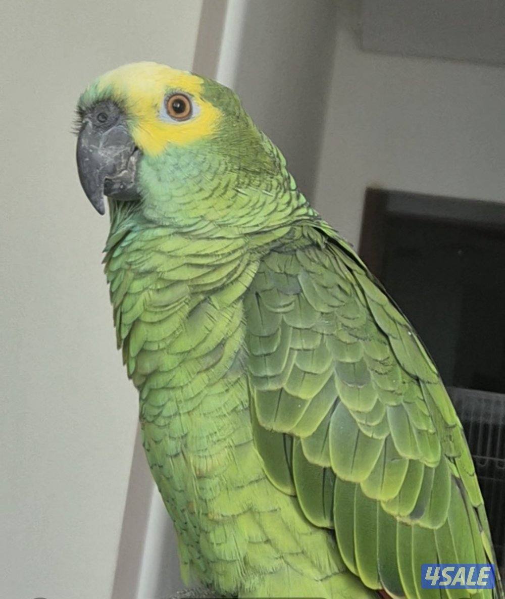 بالوفرتند امازون مفقود من غير حجل1