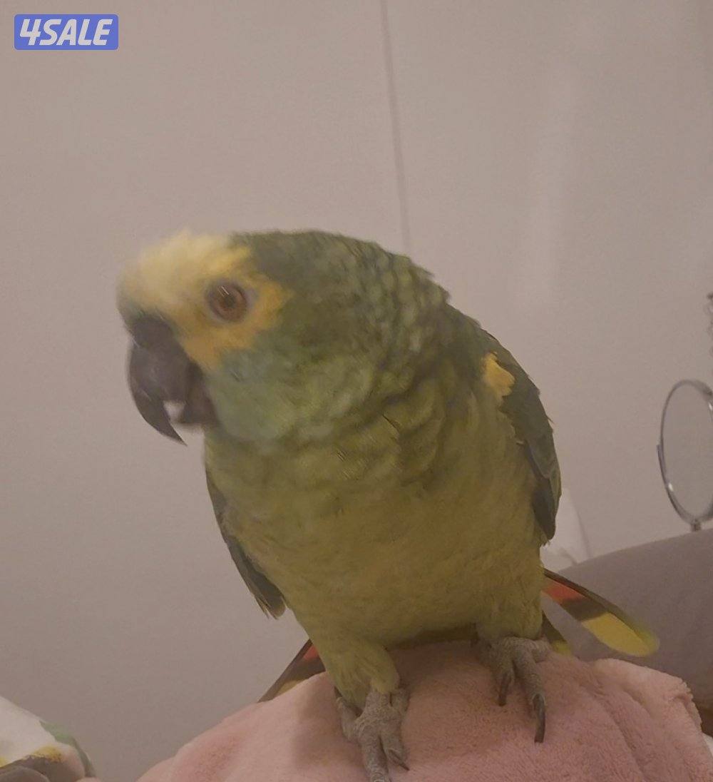 بالوفرتند امازون مفقود من غير حجل2