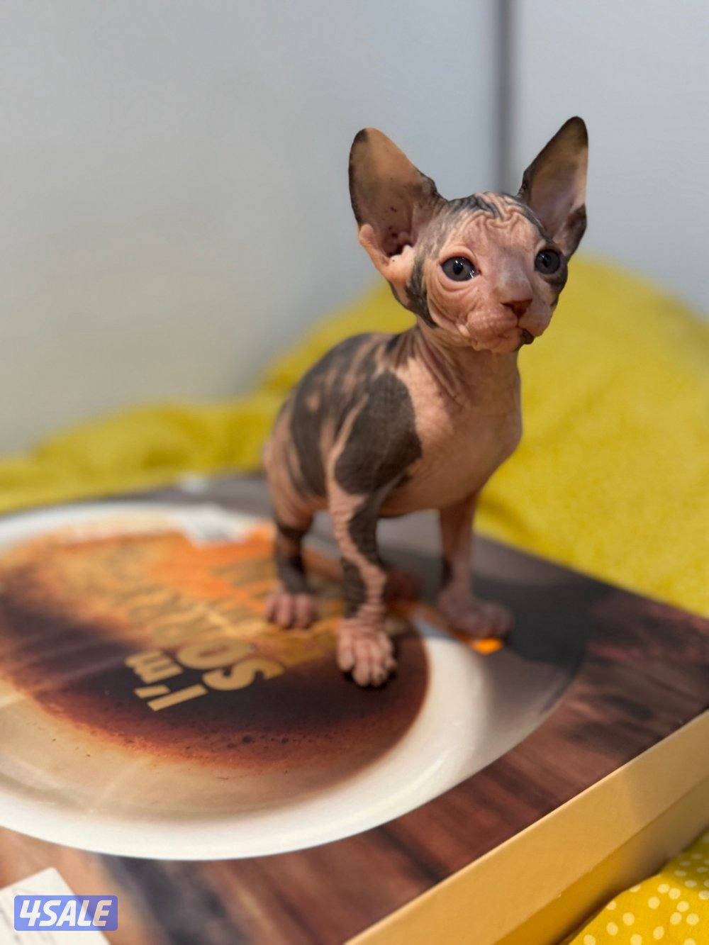 قطط سفنكس-Sphynx Cats1