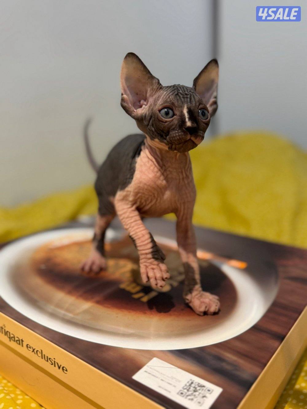 قطط سفنكس-Sphynx Cats2