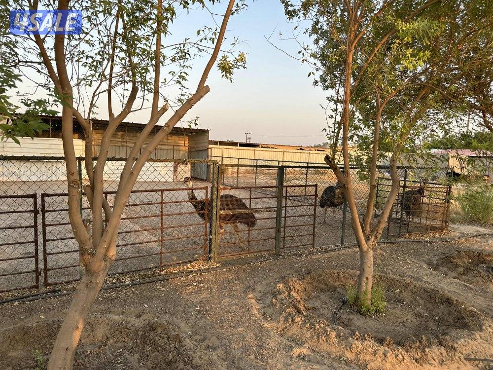 للإيجار اليومي مزارع في الوفرة للعائلات3