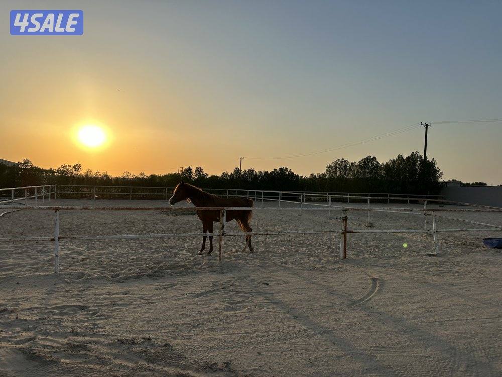 للإيجار اليومي مزارع في الوفرة للعائلات4