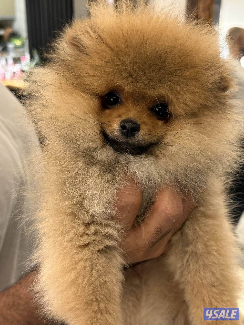 نثيه العمر ٣ شهور تي كب ..سته سته ثمانيه ثمانيه صفر صفر صفر سته0