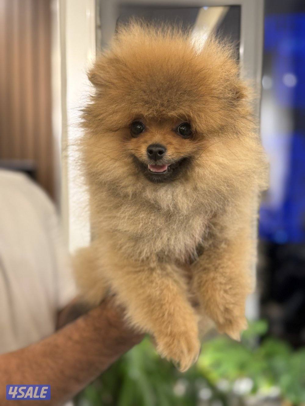 نثيه العمر ٣ شهور تي كب ..سته سته ثمانيه ثمانيه صفر صفر صفر سته1