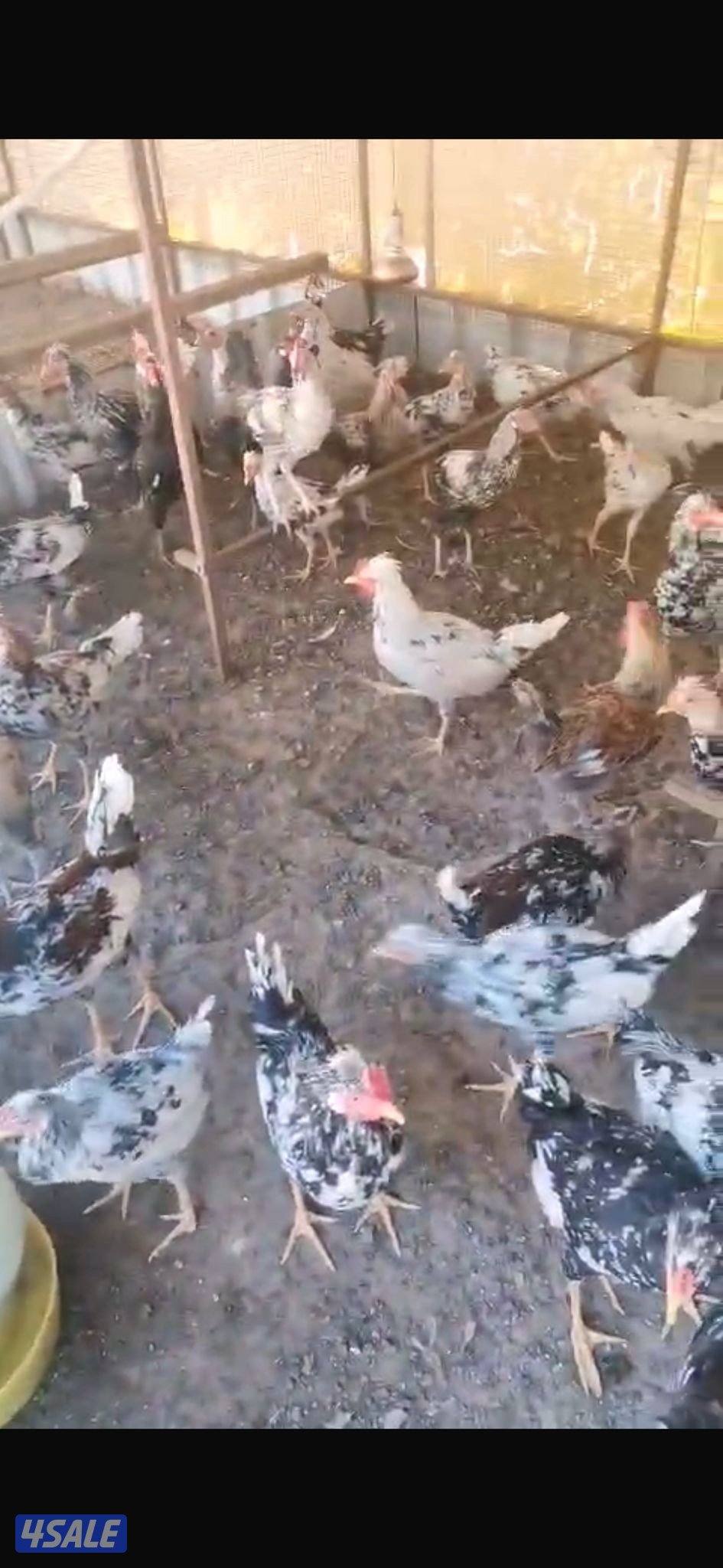 للبيع دياجه0