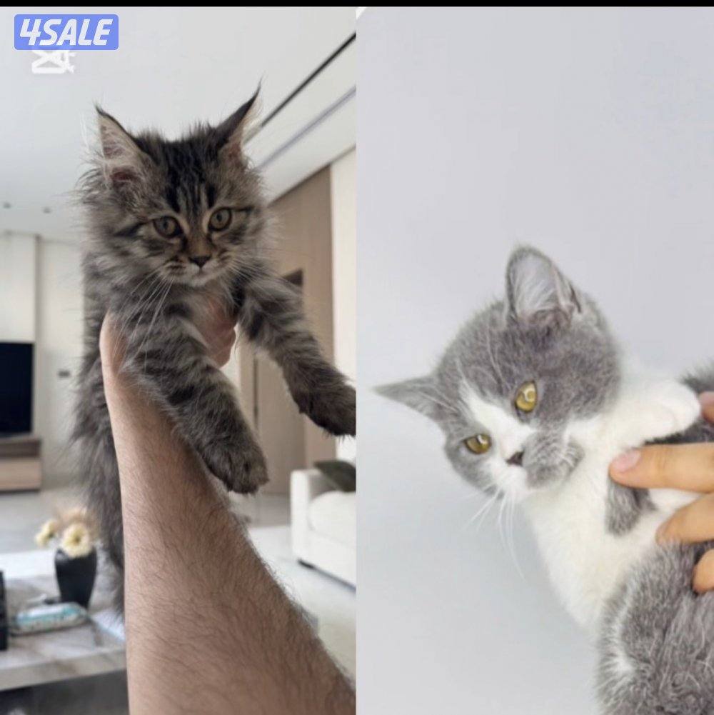 لتبني مع بعض برتش شورت هير وبرتش لونق هير عمر 3 شهور0